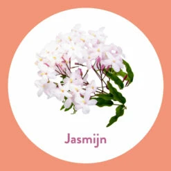 6x Dettol Handzeep Antibacterieel Jasmijn -Plein Winkel 1014563 3