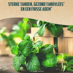 12x Aquafresh Naturals Mint Clean -Plein Winkel 1052131 4