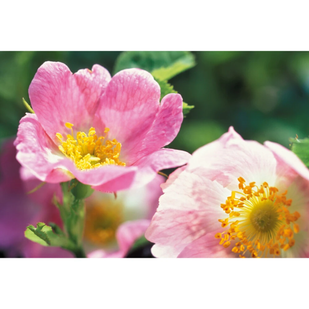 Weleda Dagcrème Wilde Rozen Vitaliserend 4 Weleda Dagcrème Wilde Rozen Vitaliserend - Afbeelding 4