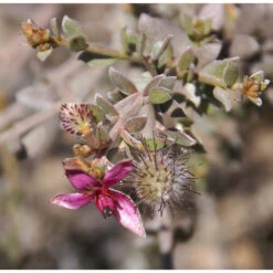 4x Weleda Tandpasta Ratanhia 5 4x Weleda Tandpasta Ratanhia -Plein Winkel 133059 3