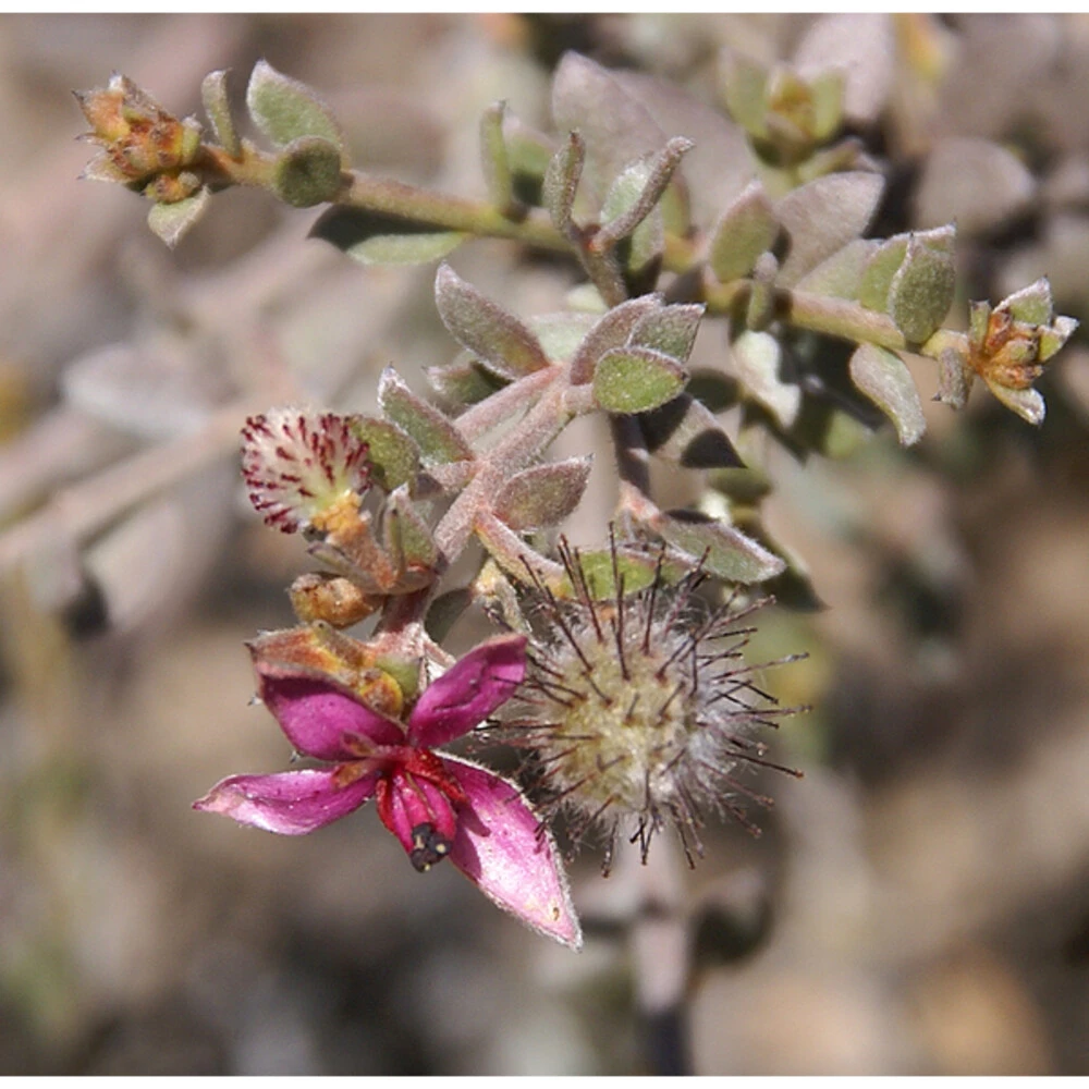 4x Weleda Tandpasta Ratanhia 3 4x Weleda Tandpasta Ratanhia - Afbeelding 3