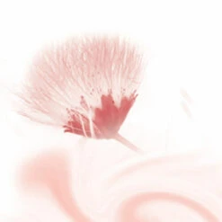 6x Kneipp Douchecreme Silky Secret -Plein Winkel 975259 3