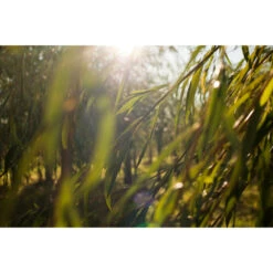 Weleda Reinigingsgel Wilg Zuiverend -Plein Winkel 996780 4